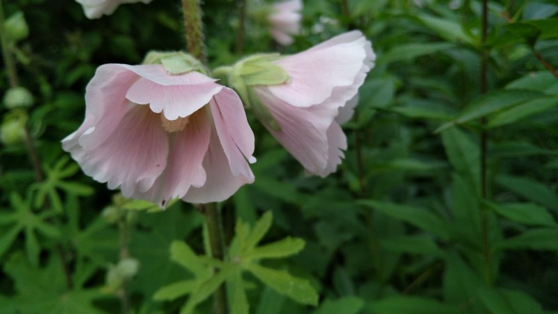 Alcea ficifolia Viikunasalkoruusu